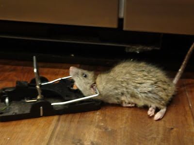 mouse trapping