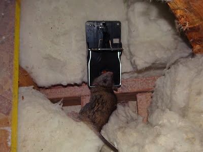 rodent trapping